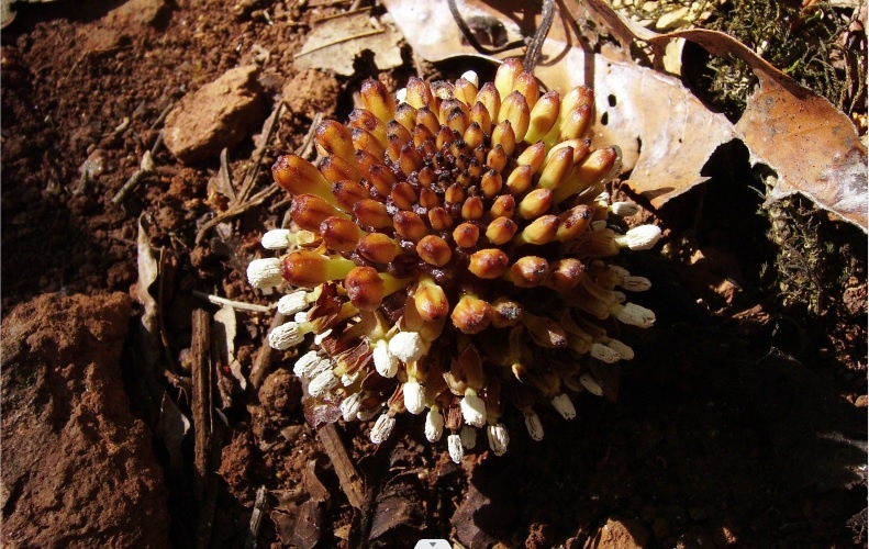    Фото MurielBendel, WikiPedia