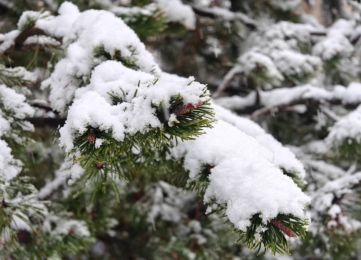    Фото: Юрий Серебренников/BFM Кубань
