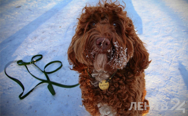    © Анастасия Илюшина / ЛенТВ24, архивное фото