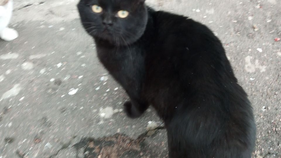 Истории нашего двора. С Новым годом, котики!