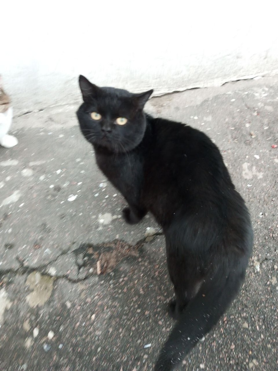 Чипон - кот самостоятельный.