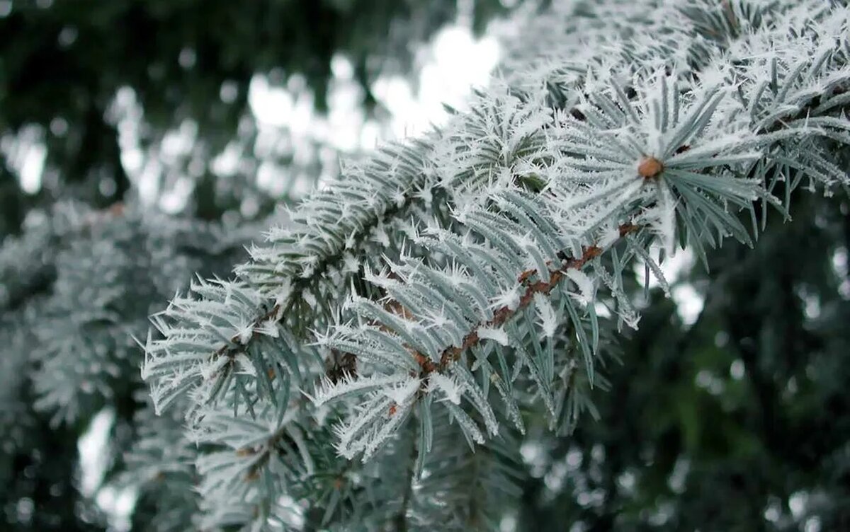    Погода в Ижевске на месяц: каким обещает быть январь 2026