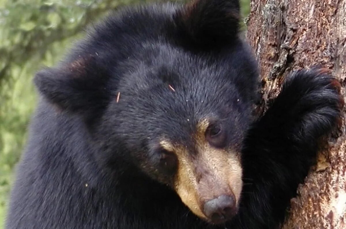    Сезон охоты на бурого медведя завершился в Нижегородской области