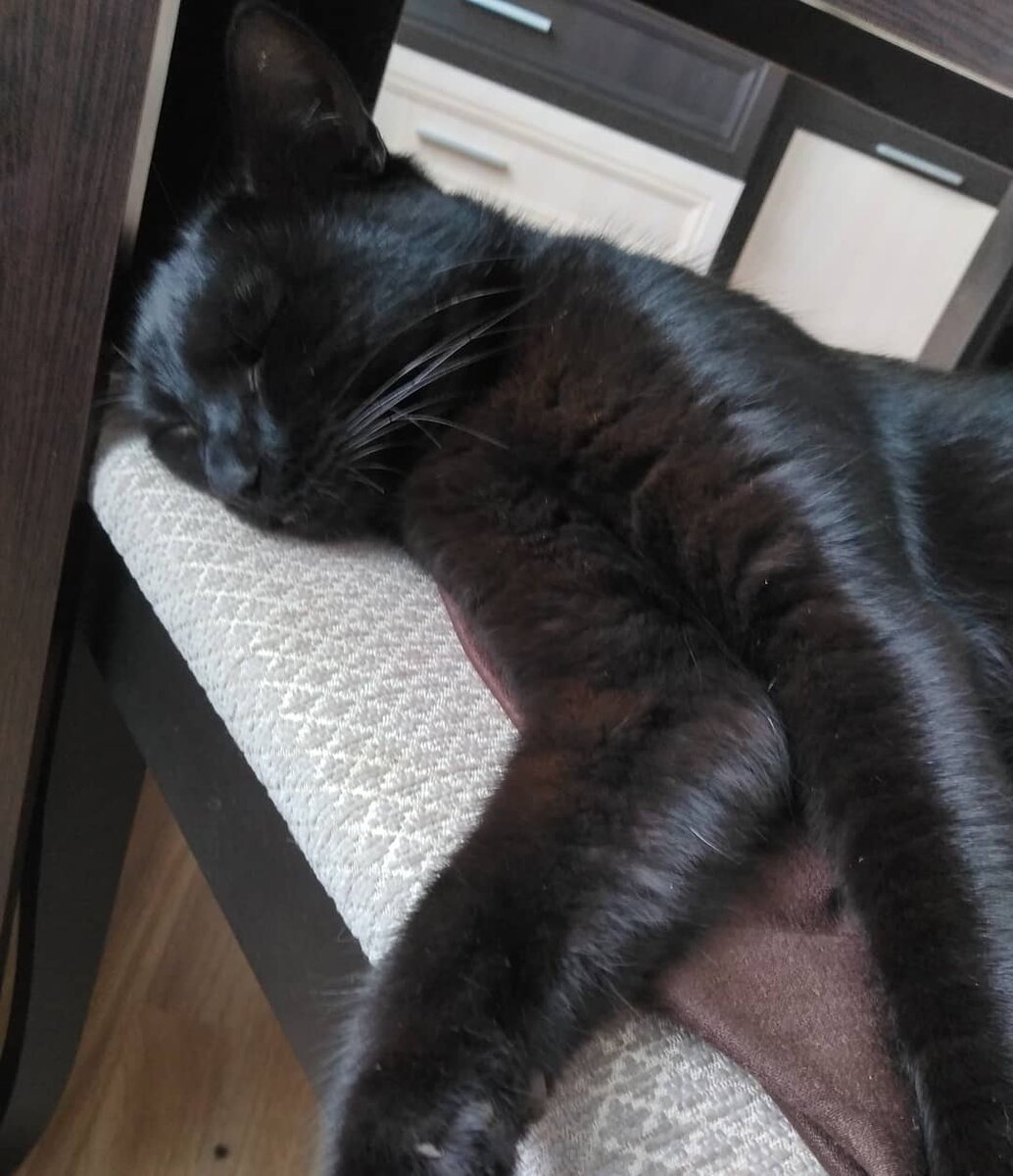 Мой добрейший Кусь