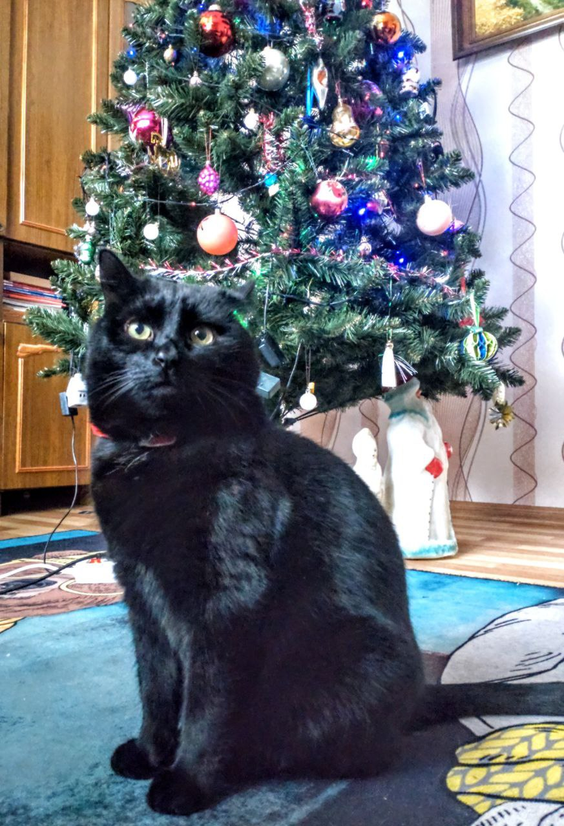 Новогодний Кусь