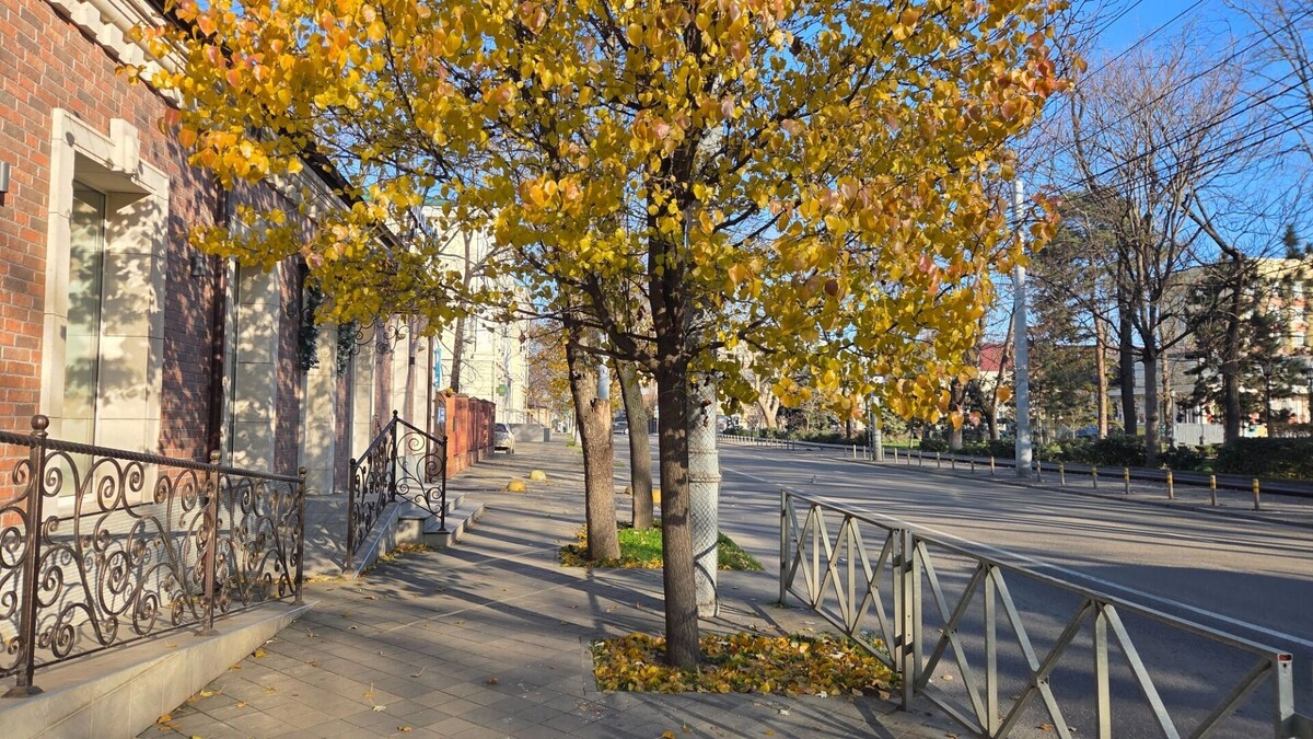    На новогодних праздниках в Краснодаре ожидается до 15 тепла   kubanpress.ru