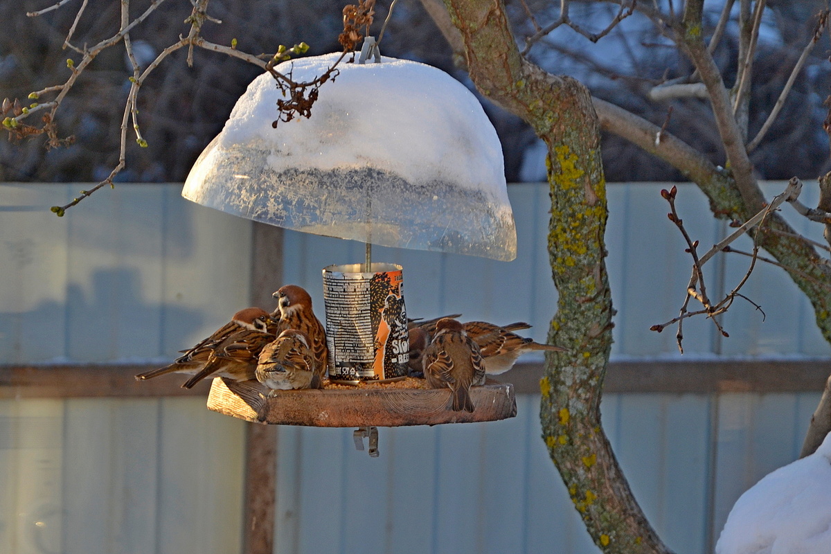Фото автора. Свежайшее! А композиции украшений - супруги. Листаем...
