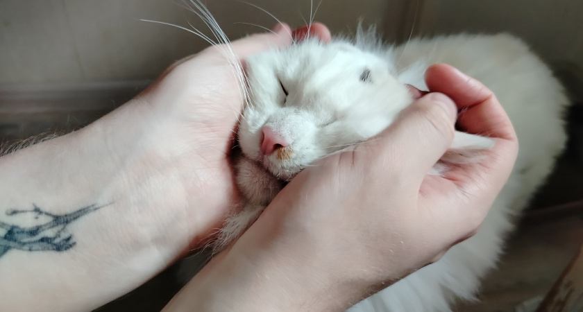    Фото: progorod43.ru