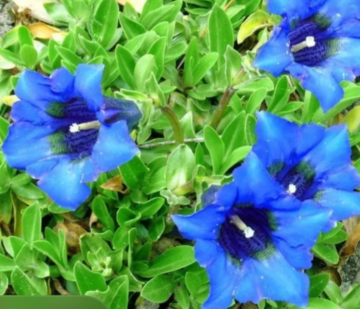 Так выглядят цветы горечавки. Скриншот изображения из открытых источников (Интернет).