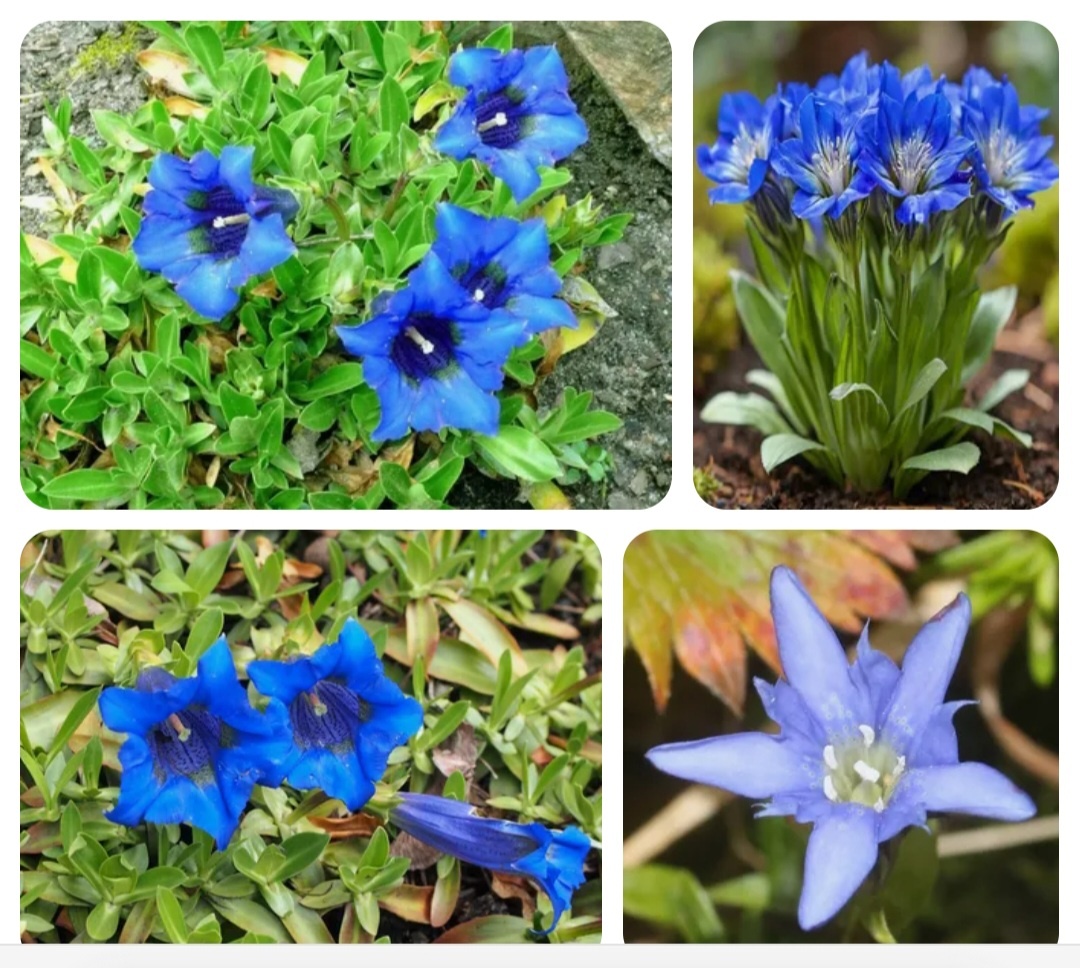 Цветы горечавки. Фотоколлаж.