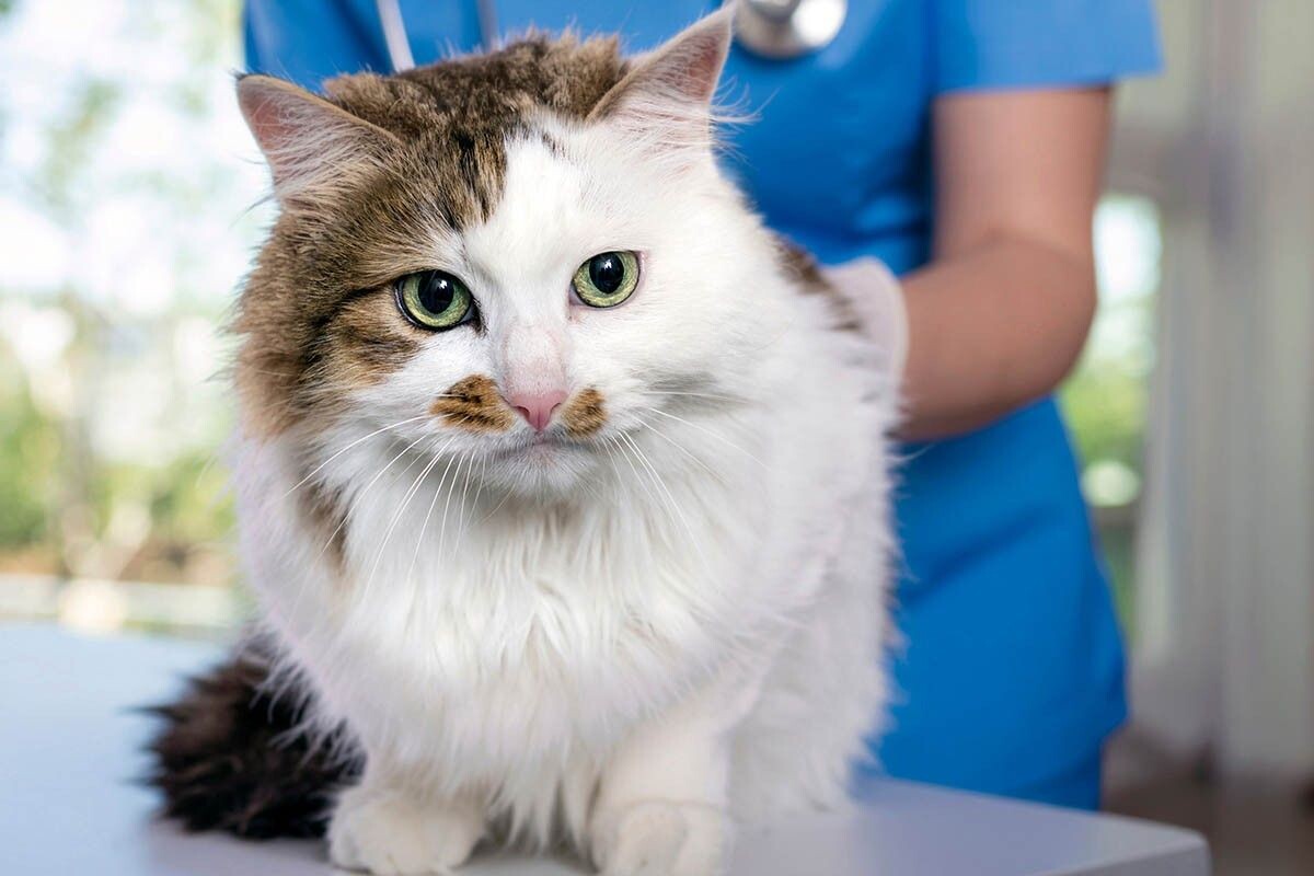 Животные обычно не любят визиты к ветеринарам, но процедура чипирования сама по себе безболезненна и особых переживаний питомцу не доставляет. Источник: ArtPhoto21 / Shutterstock / FOTODOM📷
