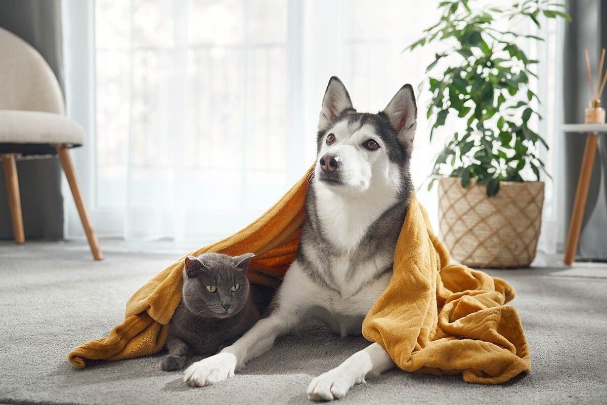 Если в вашем регионе питомцы подлежат учету, лучше не игнорировать эти правила. Источник: Anna Averianova / Shutterstock / FOTODOM📷
