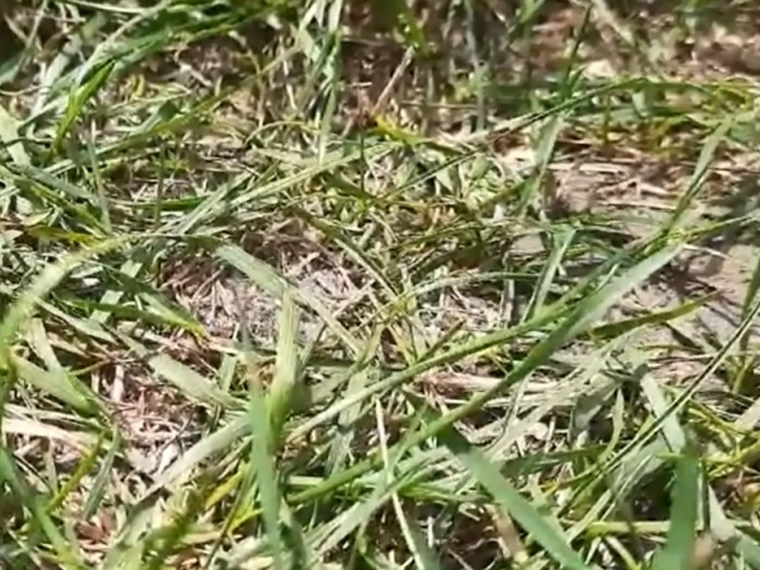 Побеги пырея ползучего на заброшенном участке ((фото из архива автора)