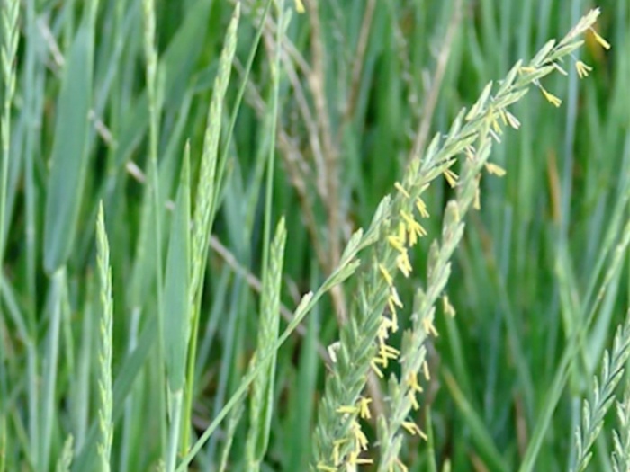 А это заросли пырея ползучего на лугу