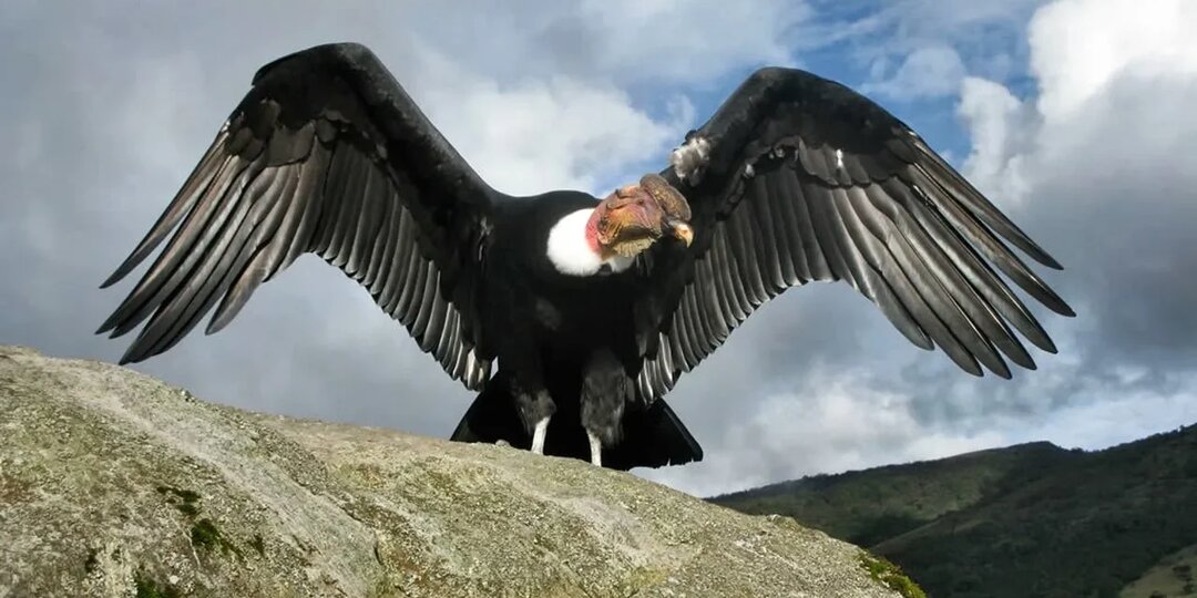 Самые большие птицы на планете! Пернатые гиганты...