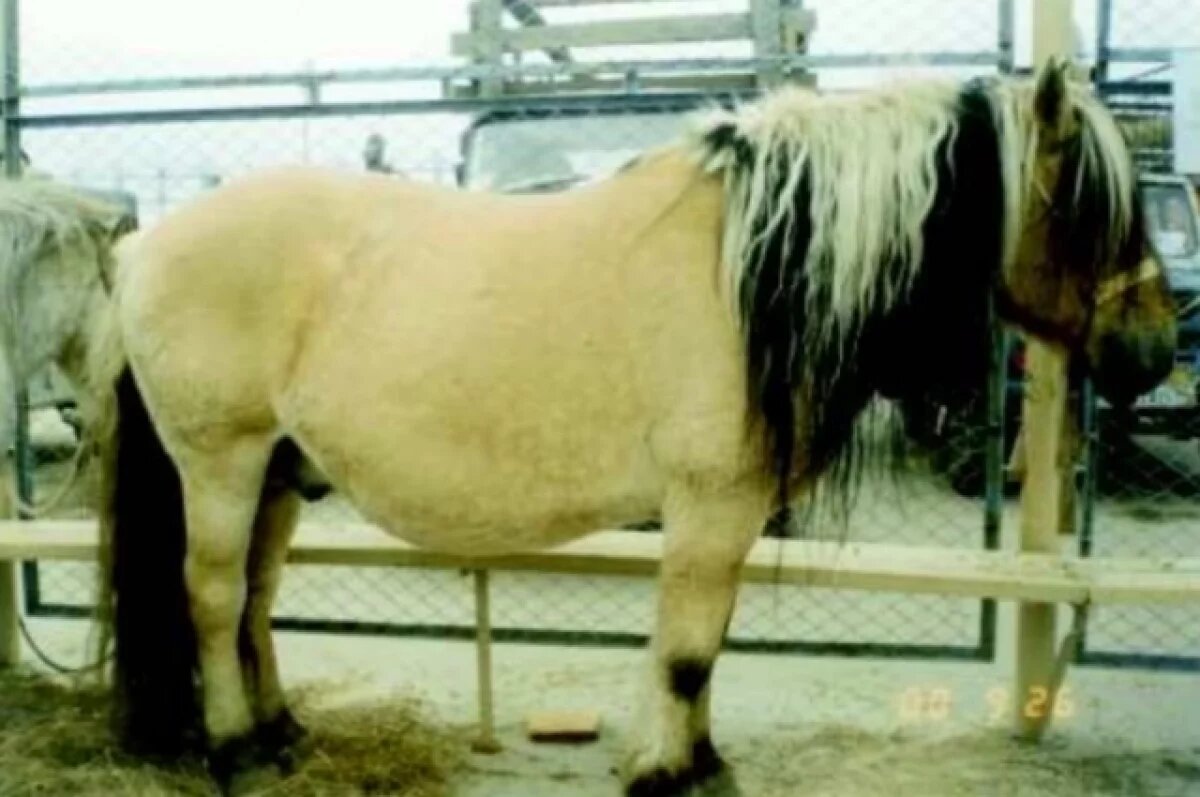    Для народа саха конь — символ свободы, силы и выносливости