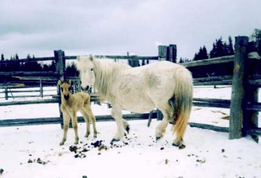    Якутская лошадь — особая порода, сильно отличающаяся от своих собратьев Фото: Научно-популярный журнал "Наука и техника в Якутии"