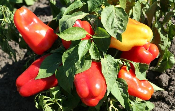 Агаповский 