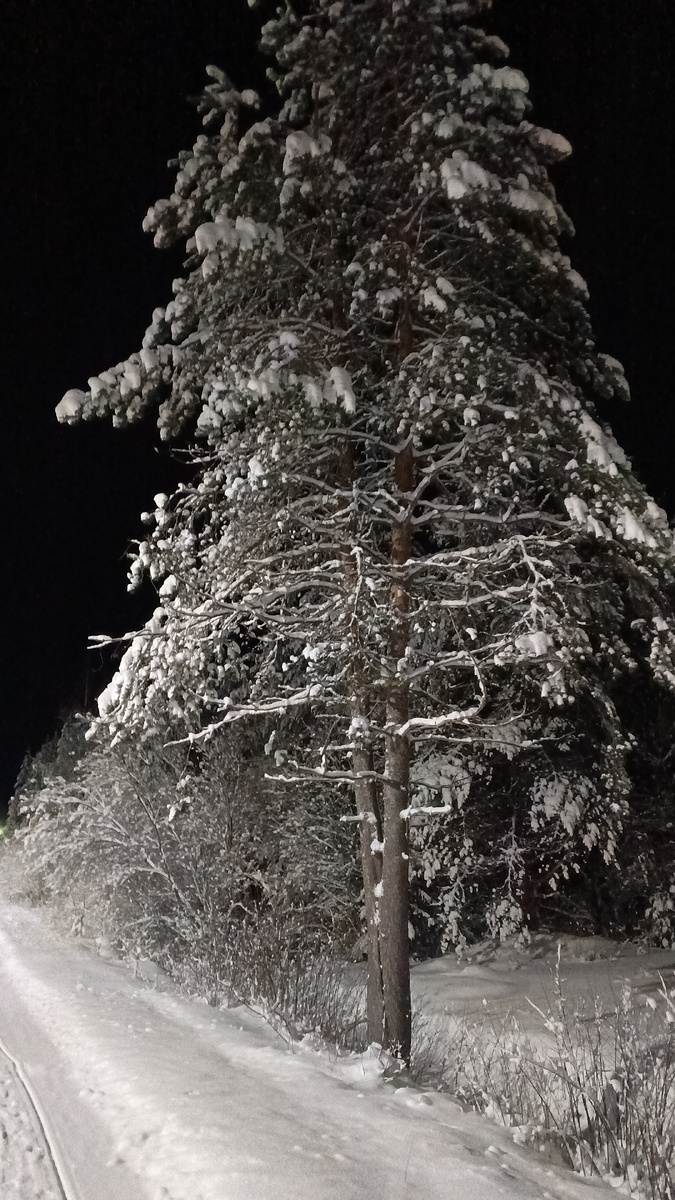 фото автора: такие красивые деревья сейчас