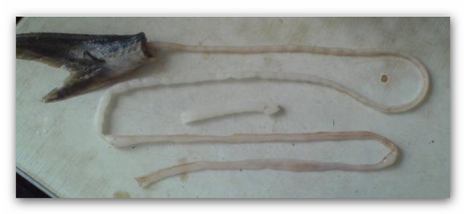 Не очень аппетитную, но наглядно разъясняющую фотографию нашел на ЖЖ.