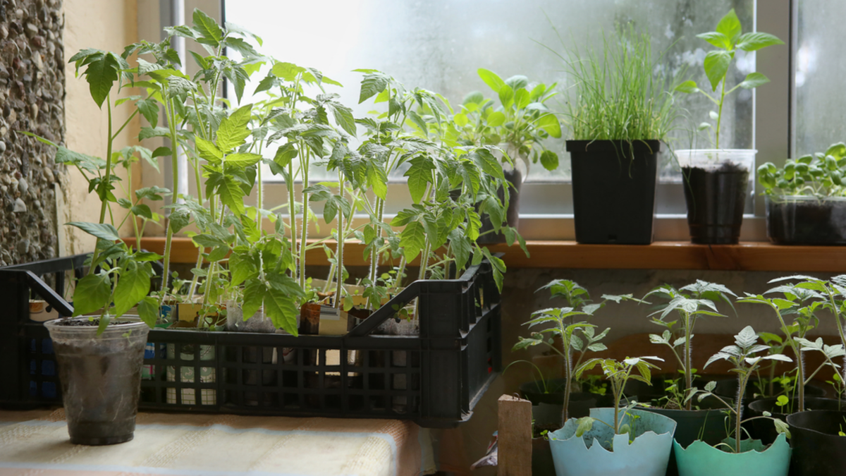 Качественная рассада - основа будущего урожая