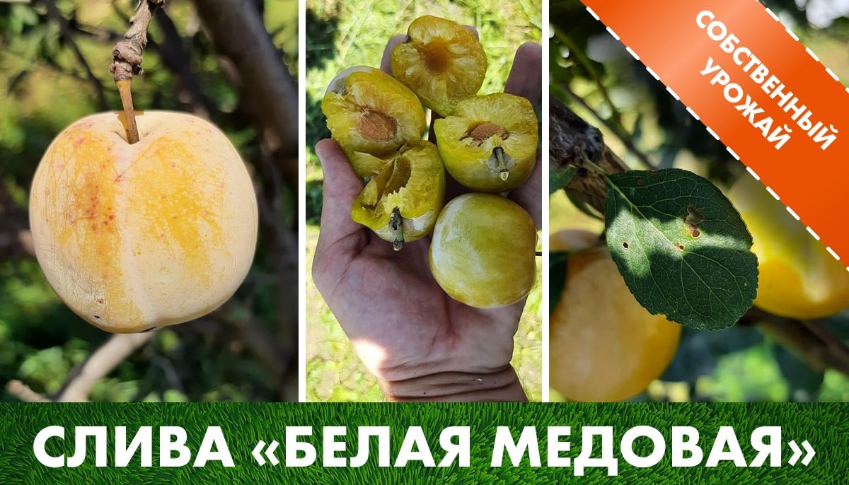 Слива «Белая медовая» на нашем участке, общий вид, сбор урожая