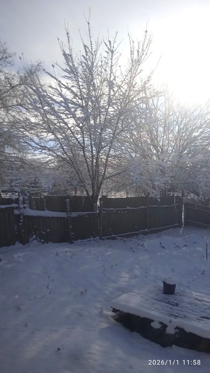 Деревья, как в зимней сказке