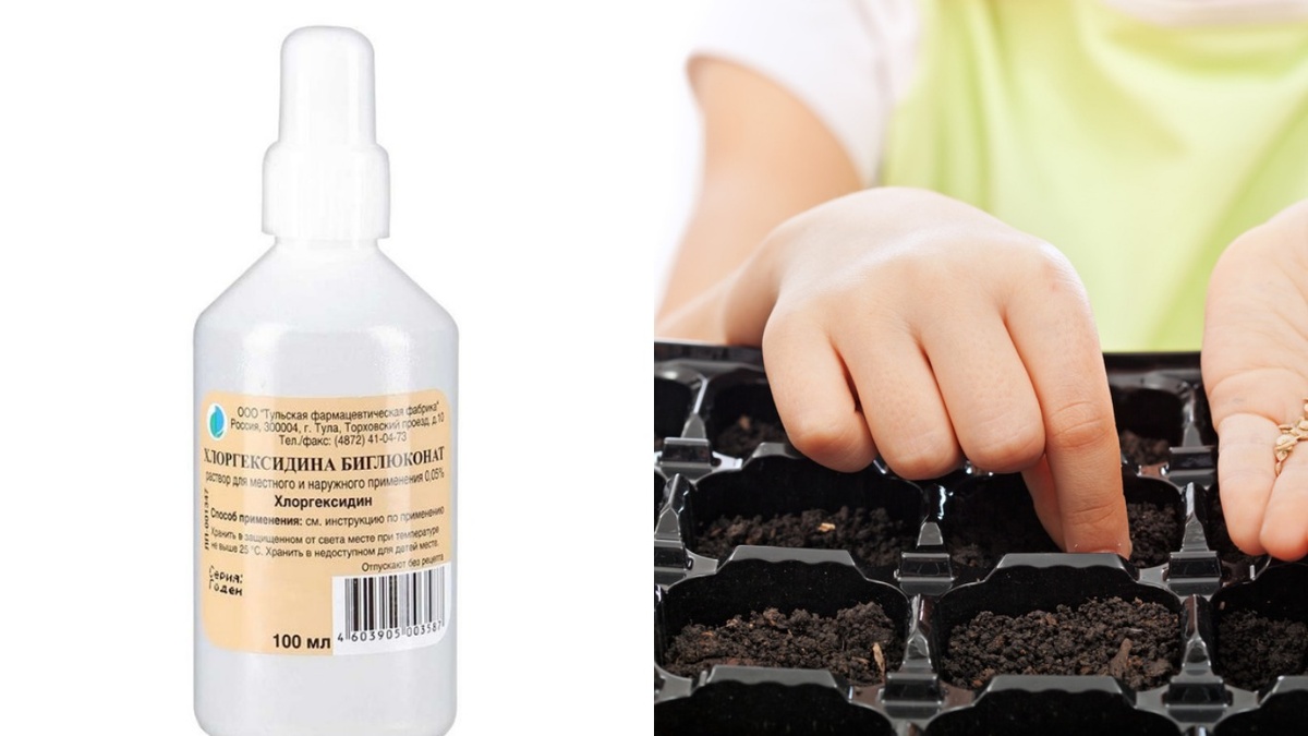 Один флакон за 18 рублей эффективно обеззараживает семена