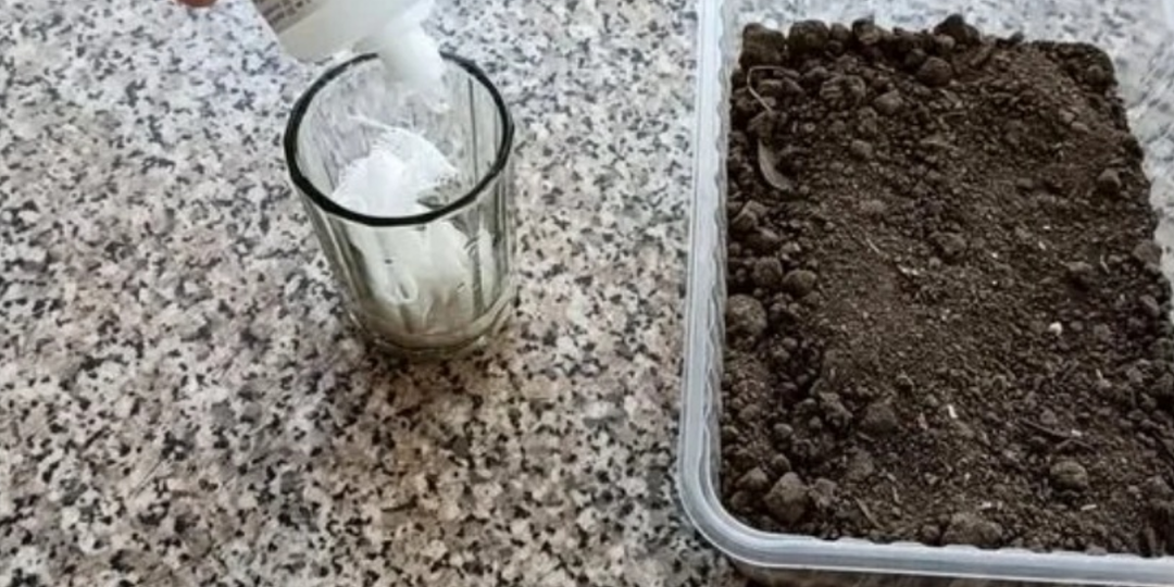 Замачиваю семена в хлоргексидине 0,05% на 20 минут. Грибковым инфекциям конец