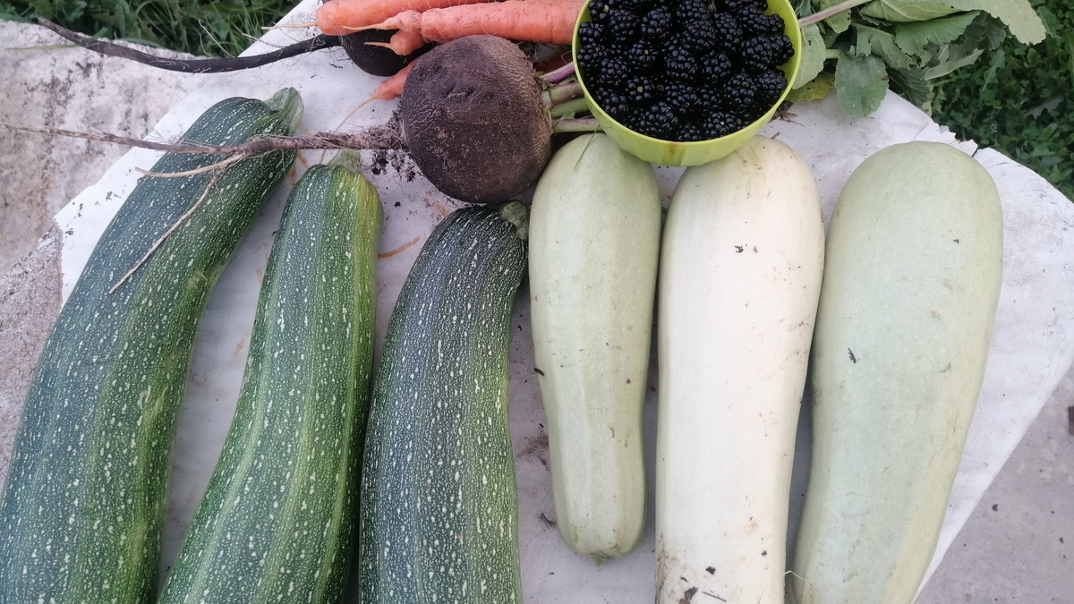 Урожай кабачков с узких грядок