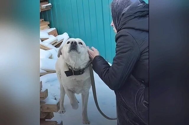 Как сложилась судьба пса Кокоса, потерявшего перед Новым годом хозяйку?