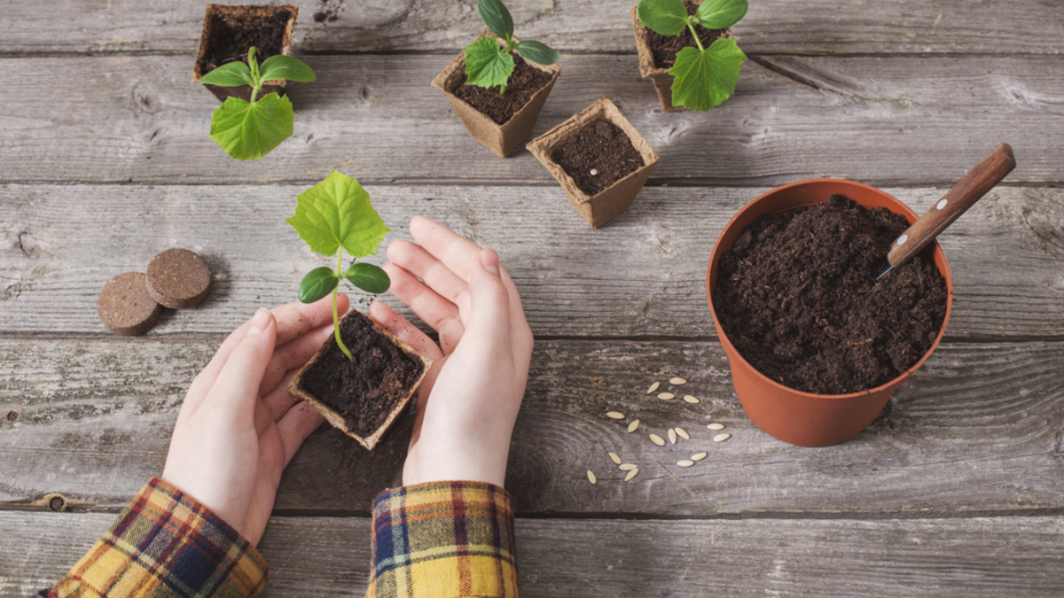 Разница очевидна - правильная пересадка сохраняет все корни