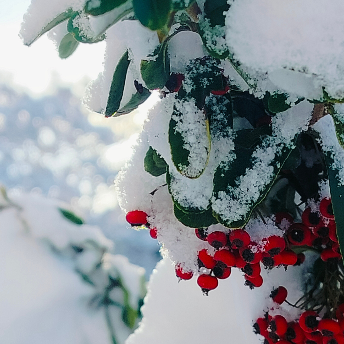 В Севастополе снег! Вот это чудо! 
