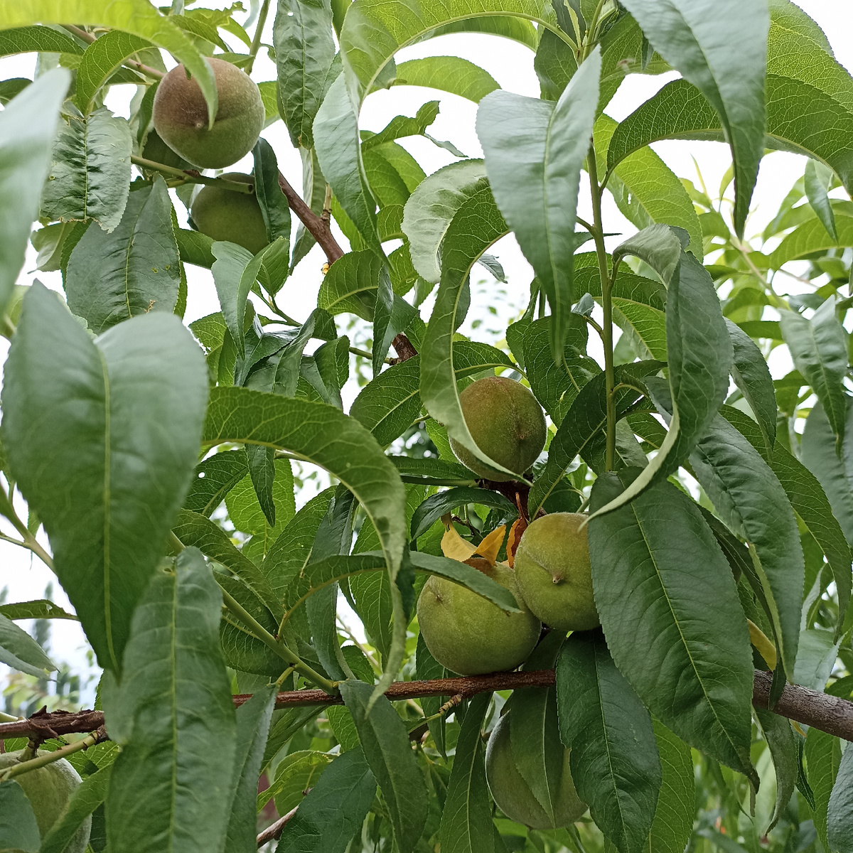 18.06.2025 Мой Ред Хевен, плоды очень быстро наливались, как грибы после дождя))) 