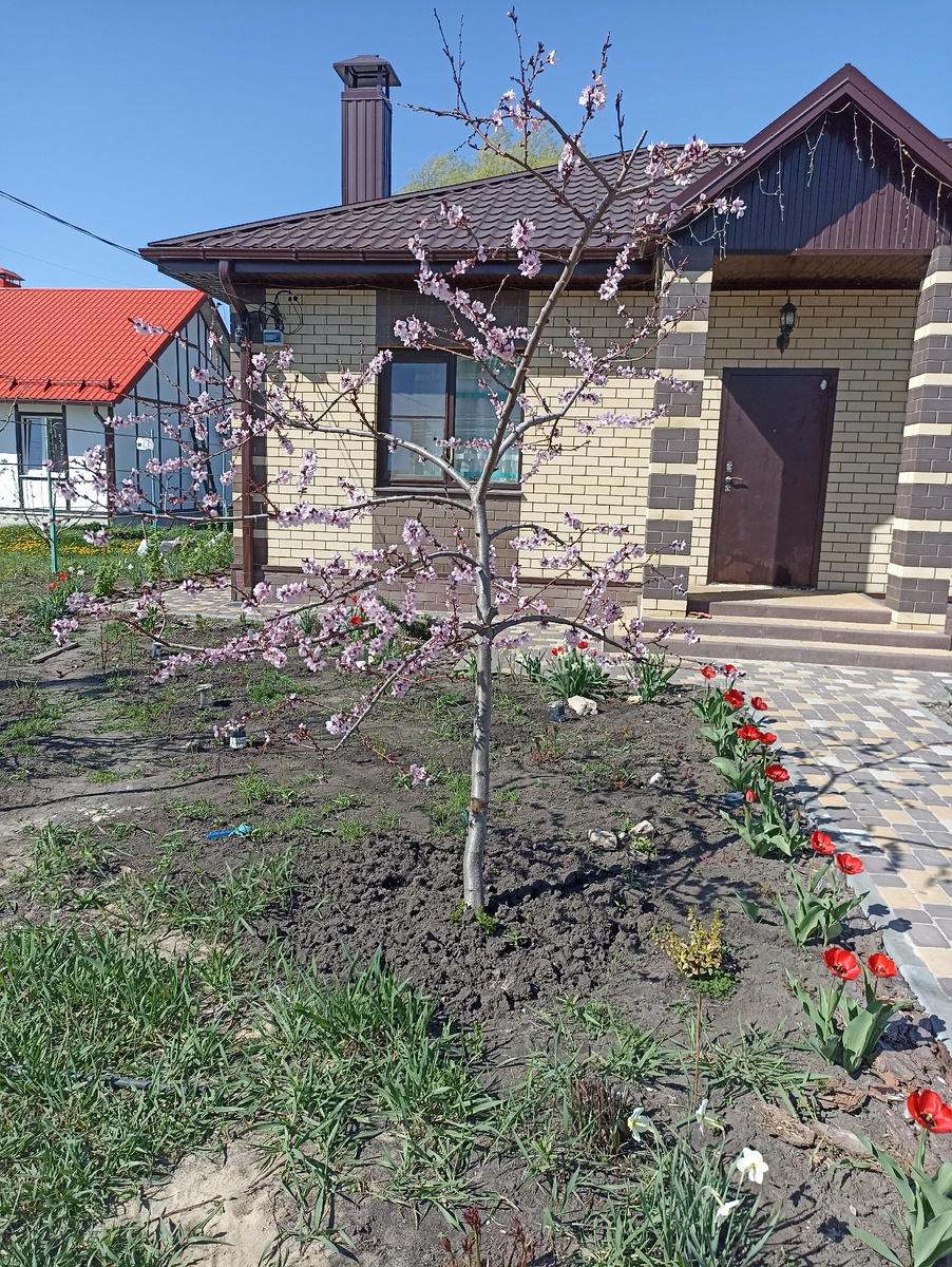 20.04.2025 Персик Бургунди краснолистый, цветёт крупными розовыми цветами, фото не передаёт полноту всей этой красоты. 