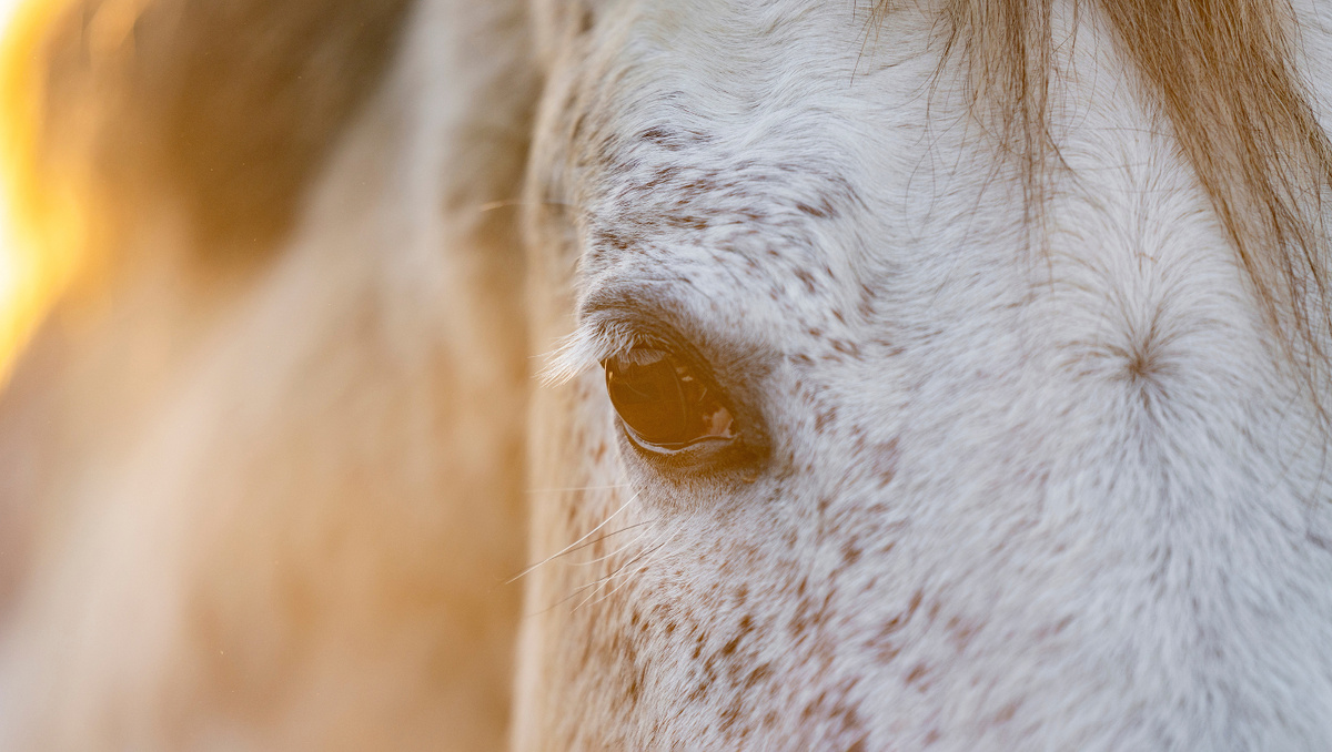     Фото: PIC Femke Ketelaar/Shutterstock/FOTODOM Каждый глаз лошади видит свою картину мира