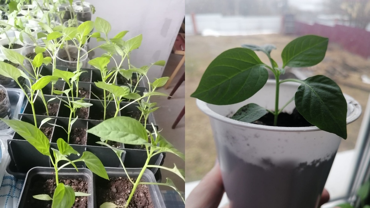 Разница очевидна - майская рассада опередила февральскую по всем параметрам