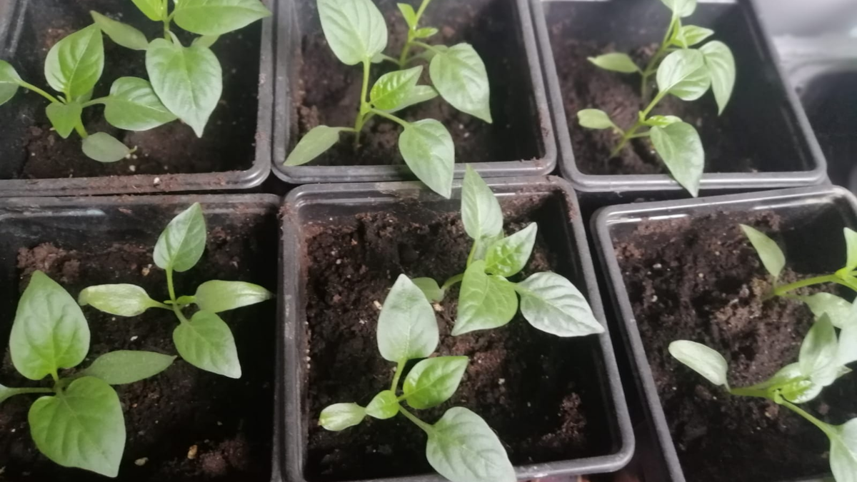 Майские всходы показали удивительную силу роста с первых дней