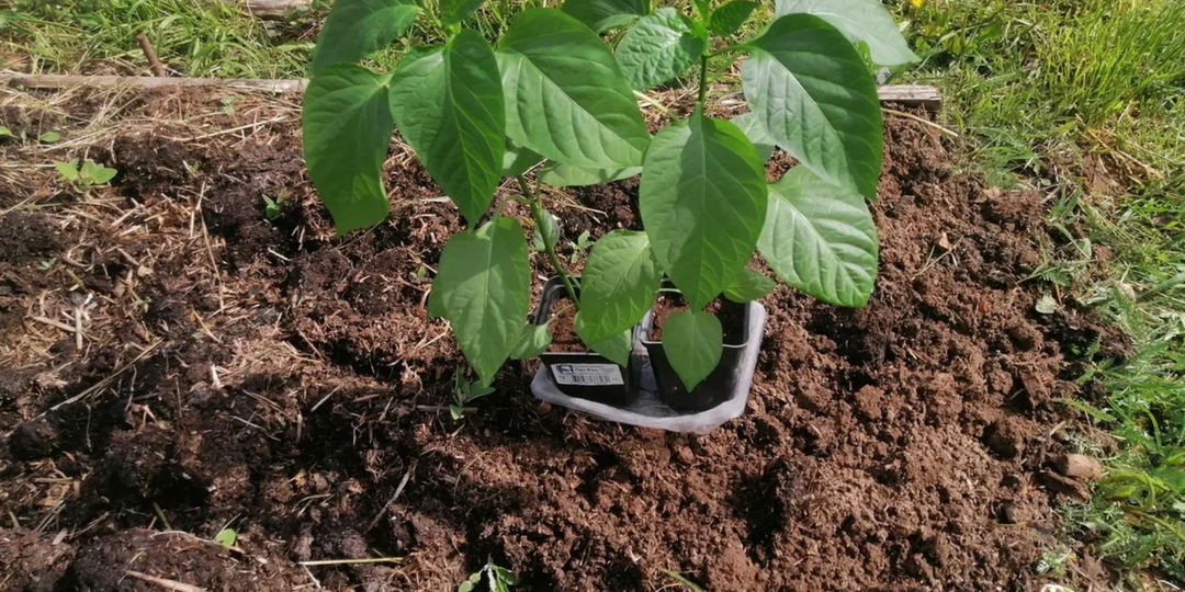 Игнорирую февральские посевы перцев. Крепкая рассада выигрывает в мае