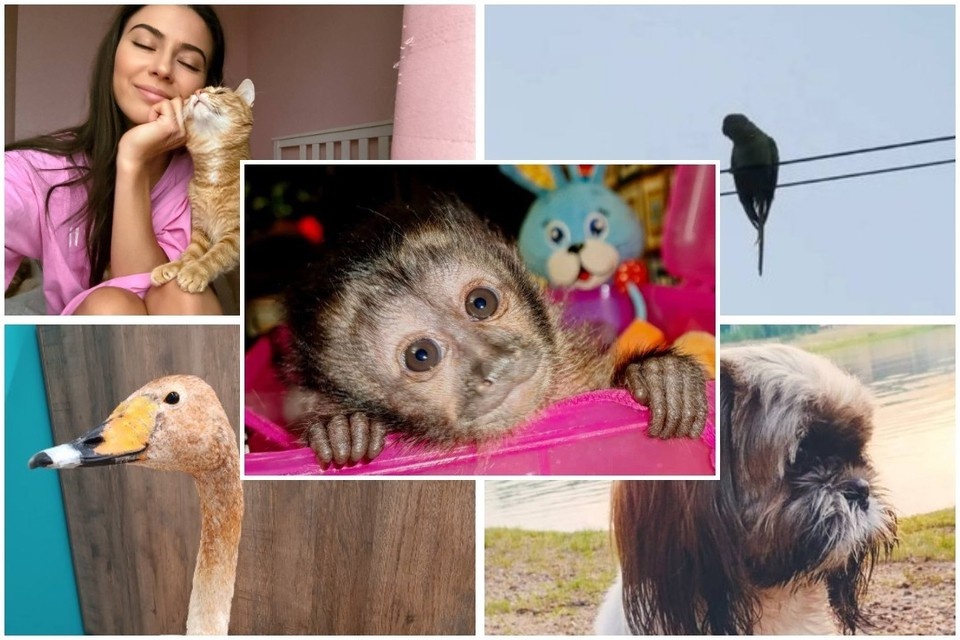    В 2025 году КП-Иркутск рассказывала немало историй о людях и животных, которые растрогали наших читателей.