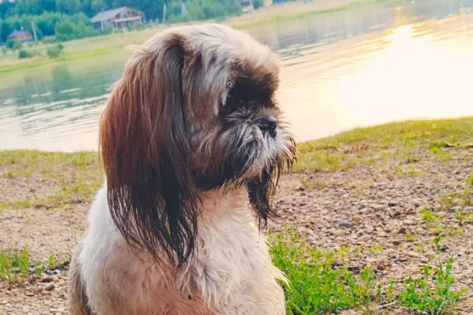    Собака породы ши-тцу по имени Лесси случайно отправилась в одиночное плавание на моторной лодке по озеру. Фото: из личного архива героев публикации