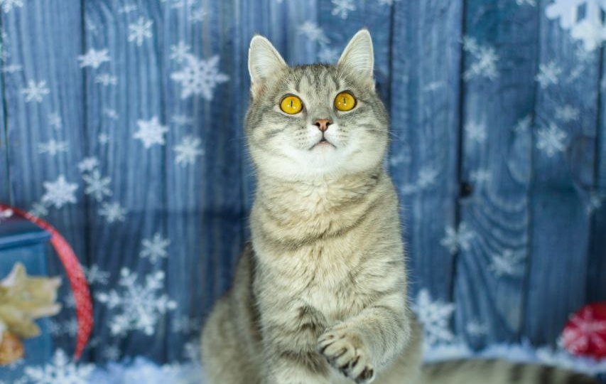 С Новым 2026 годом!