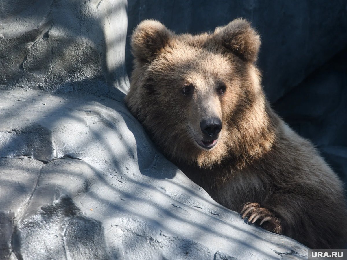     Мизулина и Shaman встретили медведя в лесу