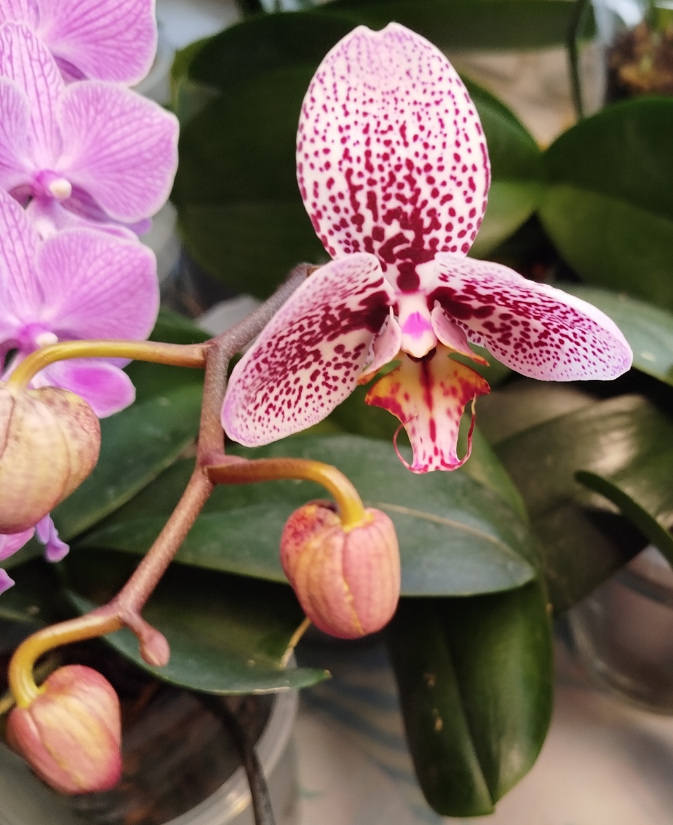 Бутоны и первый "домашний" цветочек в день раскрытия. Орхидея Андорра