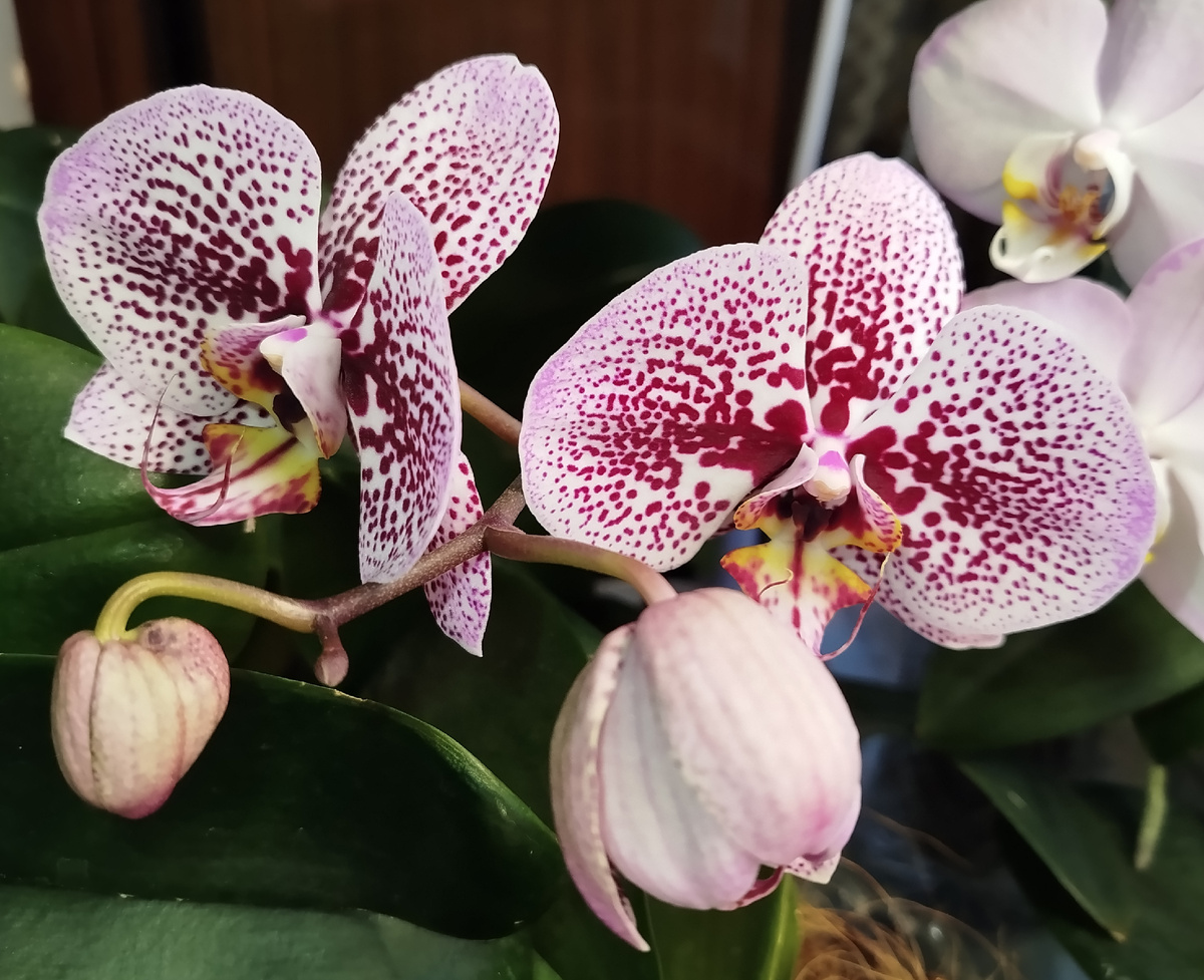 Фаленопсис Андорра начало роспуска