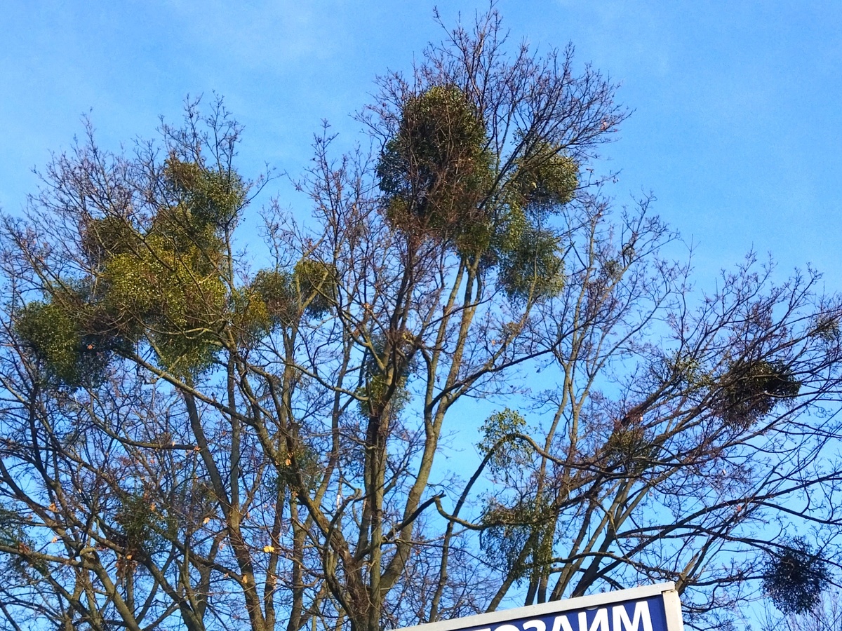 Что за странные гнезда на деревьях?