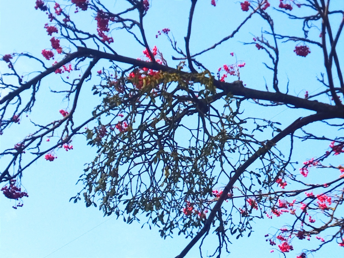 При ближайшем рассмотрении, гнезда оказываются весьма необычным растением.