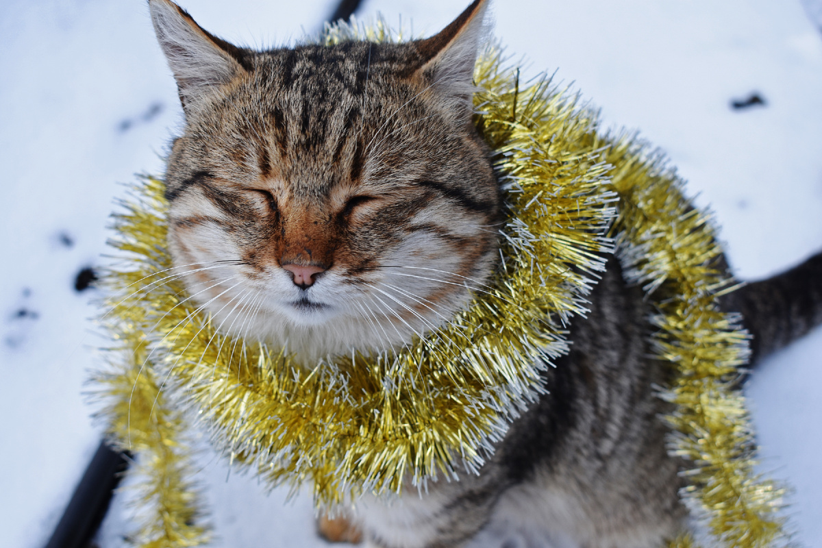 Спокойствие и дзен