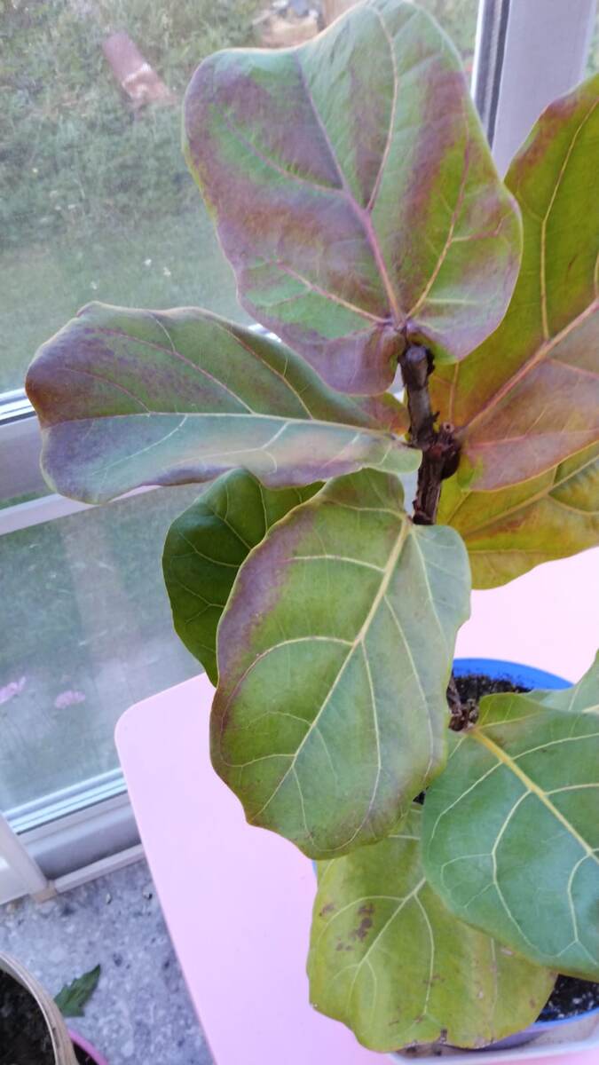 Фикус лировидный стал жертвой ультрафиолета. "Залюбила" его, выставив летом сразу под прямое солнце. До этого лирата жил на северном окне. Даже такие плотные листья получили ожоги. Что с этим делать? Либо растить штаб и удалять нижние листья, либо нарезать на черенки и укоренять, а оставшийся пенек даст новый побег.