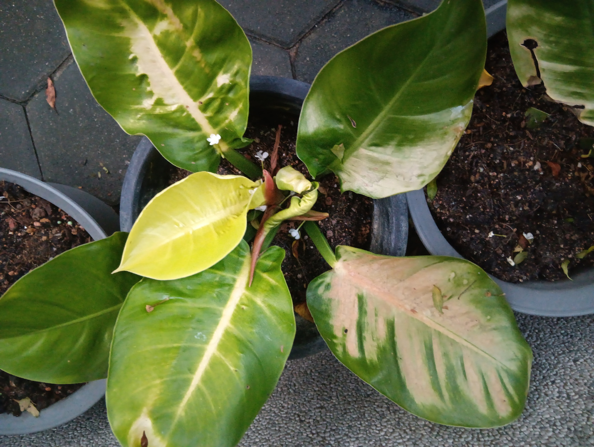 Филодендрон получил солнечные ожоги, но после перестановки в полутень дал молодые, здоровые листья.